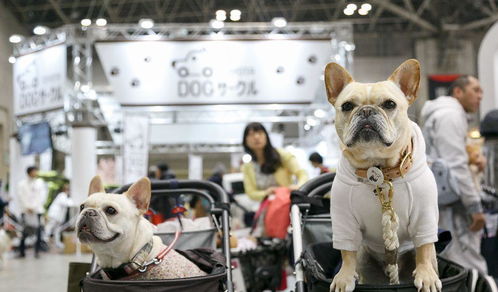 寵物產品展覽 一站式備齊展覽服務，為您的寵物生活添彩